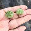 Sempervivum cantabricum subsp. Urbionense (SET OF 5 CUTTINGS)