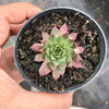 Sempervivum 'Royal Ruby' (NO PUP)