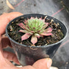 Sempervivum 'Royal Ruby' (NO PUP)