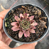 Sempervivum 'Royal Ruby' (NO PUP)