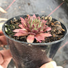 Sempervivum 'Royal Ruby' (NO PUP)