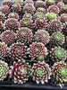 Sempervivum 'Tiny Tots' (w/pup)