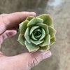 Echeveria 'Lily'