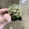 Echeveria 'Lily'
