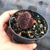 Sempervivum 'Centennial' CREST (XS)
