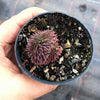 Sempervivum 'Centennial' CREST (XS)