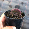 Sempervivum 'Centennial' CREST (XS)
