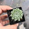 Sempervivum 'Pink Puff' (w/pup)