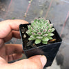 Sempervivum 'Pink Puff' (w/pup)