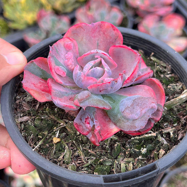 beyonce succulent Echeveria Beyonce Rainbow Variegated – LET LOVE GROW (Succulent & Cactus)