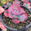 Echeveria Beyonce Rainbow Variegated