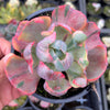 Echeveria Beyonce Rainbow Variegated