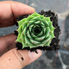 Sempervivum 'Sharon's Pencil'