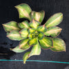 Aeonium 'Lemon-Lime' (aka. A. Starburst)(has mark)