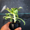Aeonium 'Lemon-Lime' (aka. A. Starburst)(has mark)