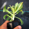Aeonium 'Lemon-Lime' (aka. A. Starburst)(has mark)