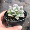 Echeveria pagoda