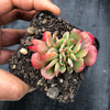 Echeveria Briar Rose f. cristata (has mark)