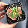 Echeveria Briar Rose f. cristata (has mark)
