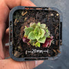 Crassula exilis ssp cooperi