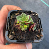 Crassula exilis ssp cooperi