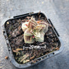 Crassula exilis ssp cooperi
