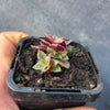 Crassula exilis ssp cooperi