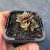 Crassula exilis ssp cooperi