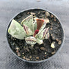 Adromischus triflorus