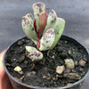 Adromischus triflorus