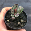 Adromischus triflorus