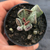 Adromischus triflorus