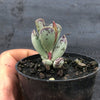 Adromischus triflorus