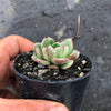 Echeveria nodulosa x minima
