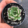 Echeveria nodulosa x minima