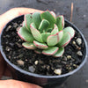 Echeveria nodulosa x minima