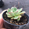 Echeveria nodulosa x minima
