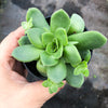 Crassula orbicularis (SET OF 3 CUTTINGS)