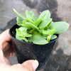 Crassula orbicularis (SET OF 3 CUTTINGS)