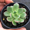 Echeveria nodulosa x minima