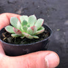 Echeveria nodulosa x minima