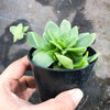 Crassula orbicularis (SET OF 3 CUTTINGS)