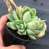 Echeveria 'Schichi-Kuksi' (w/pup)