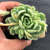 Echeveria 'Schichi-Kuksi' (w/pup)