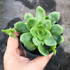 Crassula orbicularis (SET OF 3 CUTTINGS)