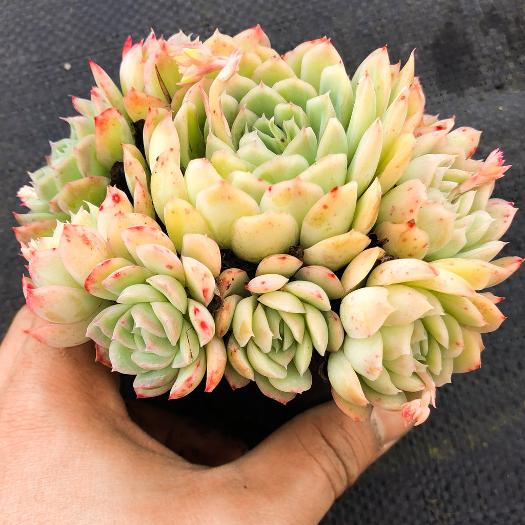 Echeveria 'Schichi-Kuksi' (w/pup)