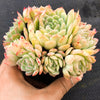 Echeveria 'Schichi-Kuksi' (w/pup)