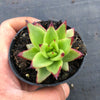 Echeveria agavoides 'Lipstick'