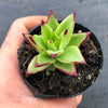Echeveria agavoides 'Lipstick'
