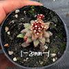 Crassula sp. transvaal drakensberg